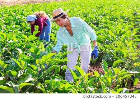 Asian female farmer harvesting ripe eggplants at farm plantation 100457343