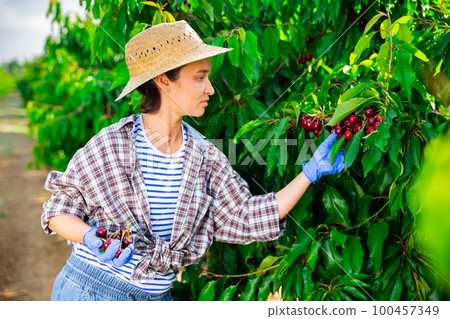 Female farm worker harvesting sweet cherries in garden 100457349