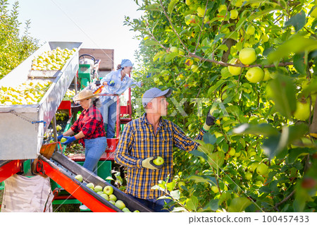 Plantation workers picking apples 100457433