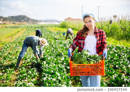 Positive woman harvests chard on field 100457544