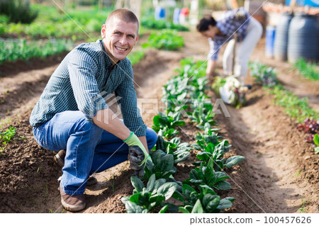 Man in garden caring for beds with spinach 100457626
