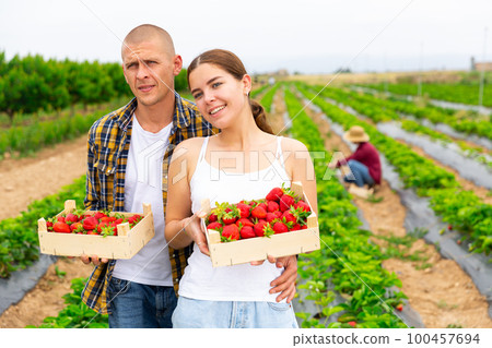 Couple holding crates with strawberry on field Couple holding crates with strawberry on field 100457694