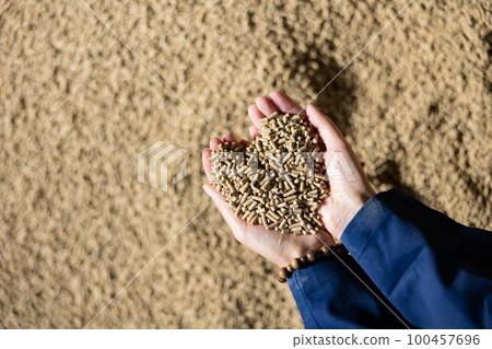 Top view of hands holding calf feed at stock yard 100457696