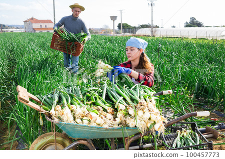 Couple of farmers harvesting green onions on farm field 100457773