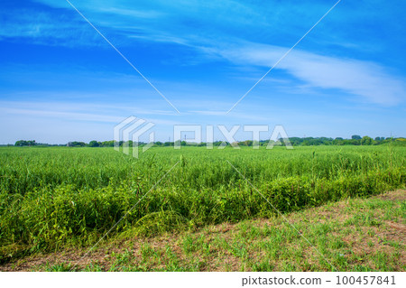 Watarase Reservoir Early summer scenery Watarase Reservoir Early summer scenery 100457841