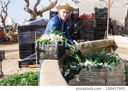 Farmer washing green onions during spring harvest Farmer washing green onions during spring harvest 100457901