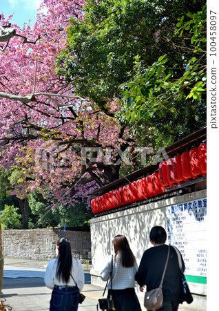 東京赤坂湯川稻荷櫻花 100458097