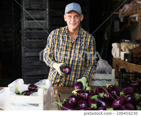Hardworking man sorts ripe recently harvested eggplants in a warehouse Hardworking man sorts ripe recently harvested eggplants in a warehouse 100458230