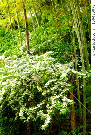 竹林盛開，灌木叢生[相模原市津久井，5月] 100459072