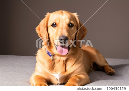 Cute Beautiful Longhaired Golden Retriever Dog Portrait Close Up. Ai Generative Illustration. Cute Beautiful Longhaired Golden Retriever Dog Portrait Close Up. Ai Generative Illustration. 100459159