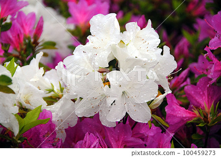 杜鵑花在雨中濕透了 100459273