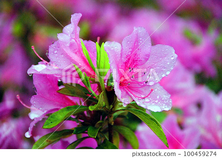 杜鵑花在雨中濕透了 100459274