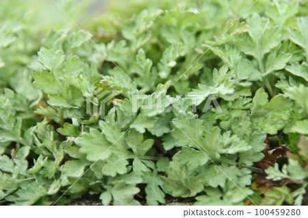 Wormwood young leaves Wormwood young leaves 100459280