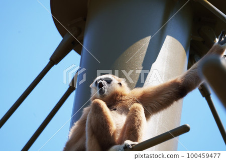 A white gibbon relaxing on a steel tower A white gibbon relaxing on a steel tower 100459477