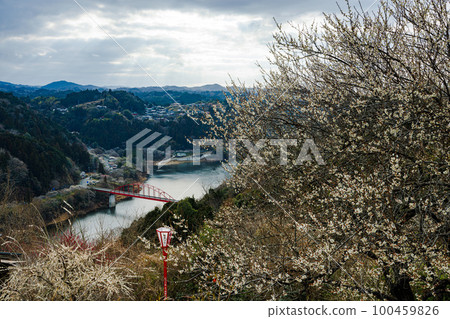 2023 Early spring March Plum blossoms and sky almost in full bloom Angel's ladder peeking out from the cloudy sky ③ 100459826
