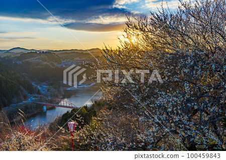 March 2023, early spring Plum blossoms and the sky The setting sun shines orange from beyond the white plum blossoms 100459843