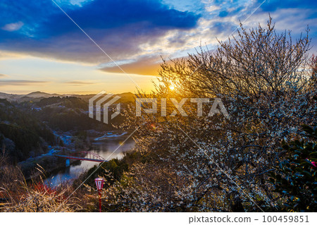 2023 Early spring March Plum blossoms and sky almost in full bloom Tsukigase illuminated by the last orange light before sunset 100459851