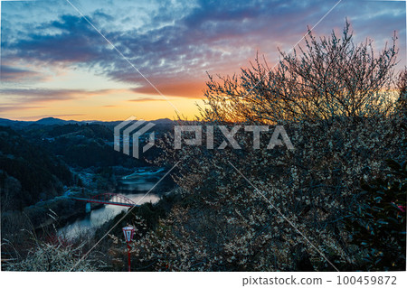 Early spring March 2023 Plum blossoms and the sky are almost in full bloom. 100459872