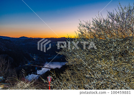 March 2023, early spring Plum blossoms and the sky are almost in full bloom; March 2023, early spring Plum blossoms and the sky are almost in full bloom; 100459881