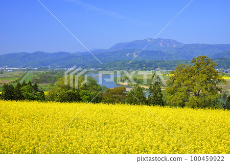 Rape blossoms Rape blossoms 100459922