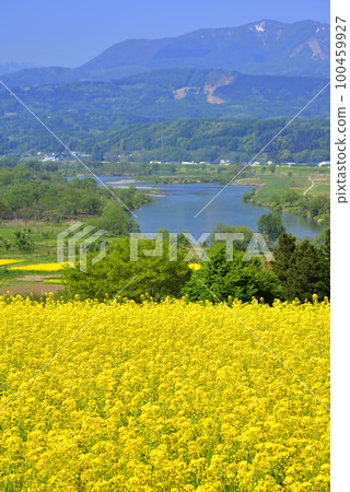 Rape blossoms Rape blossoms 100459927