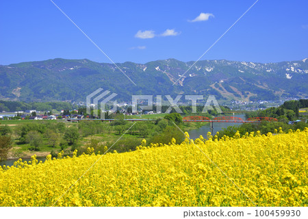 Rape blossoms Rape blossoms 100459930