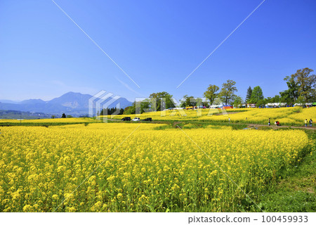 強姦開花 強姦開花 100459933