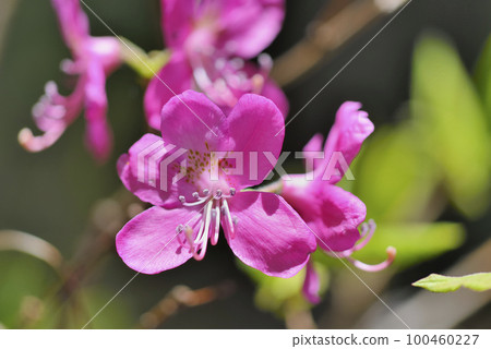 Murasaki Yashiro杜鵑花 Murasaki Yashiro杜鵑花 100460227