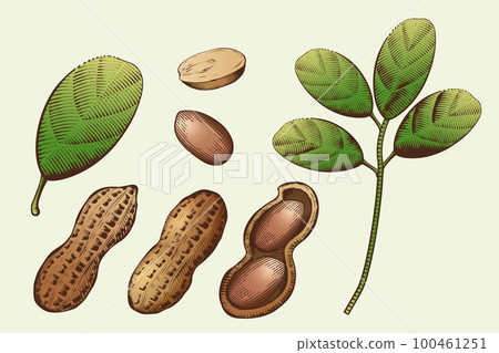 Vintage engraved style peanut set 100461251