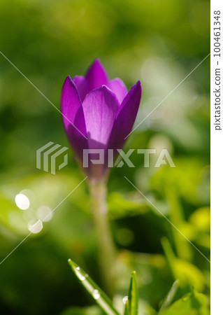 The flowering of warm purple flowers heralds the arrival of spring. The flowering of warm purple flowers heralds the arrival of spring. 100461348