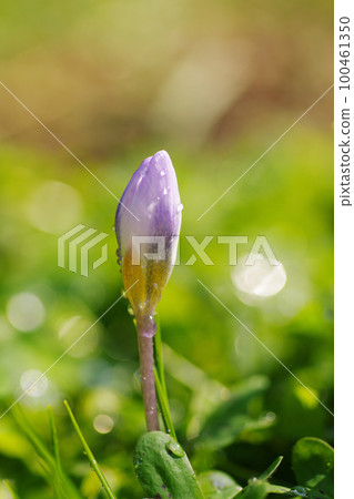 The blooming of warm flowers heralds the arrival of spring The blooming of warm flowers heralds the arrival of spring 100461350