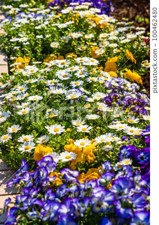 春天的花朵瑪格麗特和蝴蝶花在花床上綻放 100462480