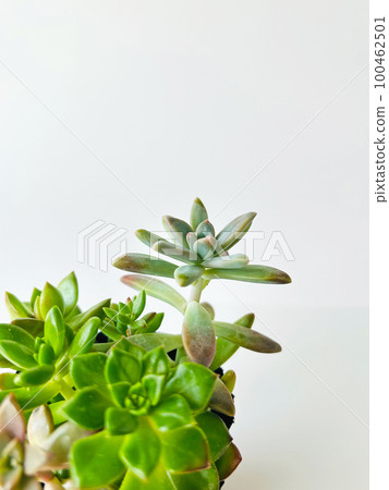 長條形多肉植物群植4 100462501