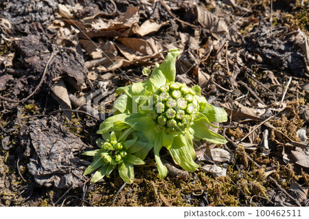 Fukinoto | 春天的野菜 | 食物形象 | 春天的形象 Fukinoto | 春天的野菜 | 食物形象 | 春天的形象 100462511