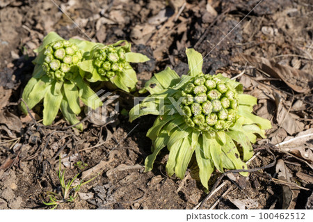 Fukinoto | 春天的野菜 | 食物形象 | 春天的形象 Fukinoto | 春天的野菜 | 食物形象 | 春天的形象 100462512