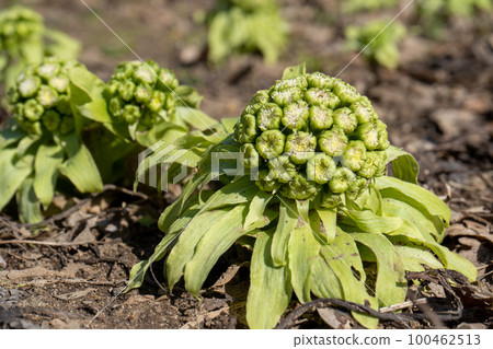 Fukinoto | 春天的野菜 | 食物形象 | 春天的形象 100462513