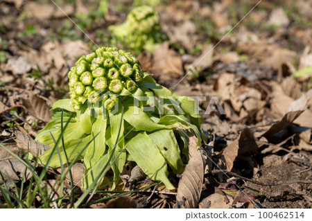 Fukinoto | 春天的野菜 | 食物形象 | 春天的形象 Fukinoto | 春天的野菜 | 食物形象 | 春天的形象 100462514