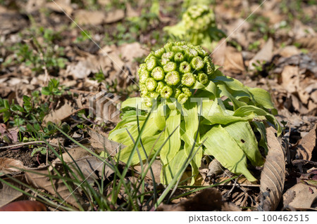 Fukinoto | 春天的野菜 | 食物形象 | 春天的形象 Fukinoto | 春天的野菜 | 食物形象 | 春天的形象 100462515