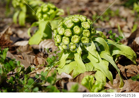 Fukinoto | Spring wild vegetables | Food image | Spring image Fukinoto | Spring wild vegetables | Food image | Spring image 100462516