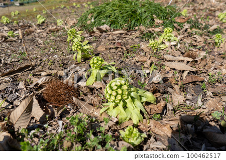 Fukinoto | 春天的野菜 | 食物形象 | 春天的形象 100462517