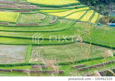 《Wakayama Prefecture》Aragi Island Terraced Rice Fields 100462520