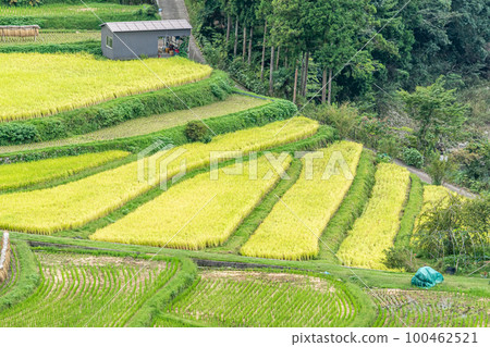 《和歌山縣》新木島梯田 100462521