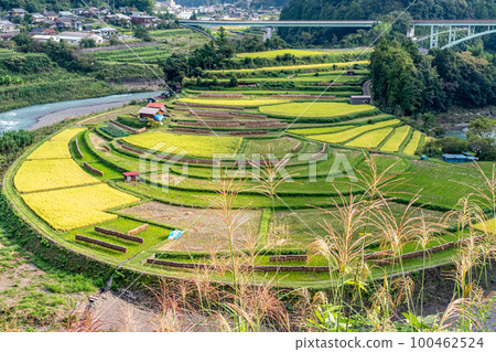 《Wakayama Prefecture》Aragi Island Terraced Rice Fields 100462524