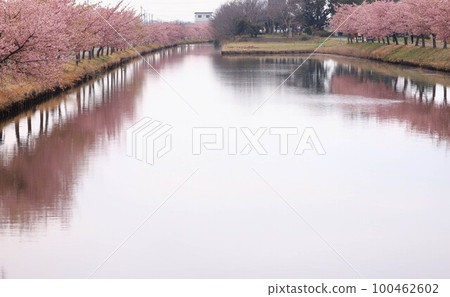 Kasamatsu Kawazu Sakura Road 100462602
