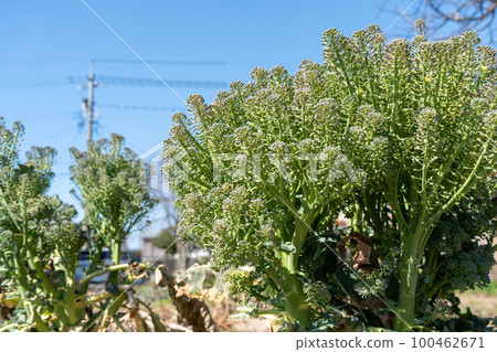Broccoli grown too much | Home garden | Vegetable image Broccoli grown too much | Home garden | Vegetable image 100462671