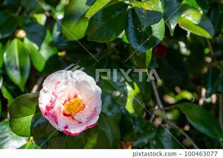 Rare variegated camellia flower | Camellia image 100463077