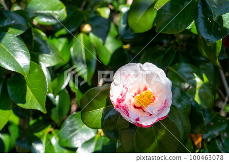 Rare variegated camellia flower | Camellia image 100463078