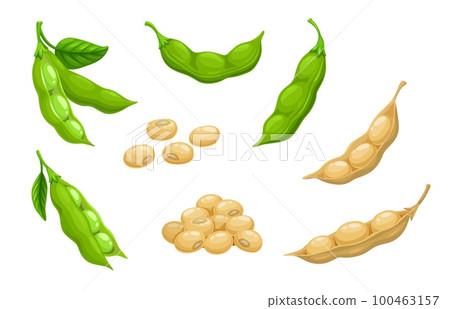 Raw soy, soybeans pods isolated vector set. Green fresh and dry bean husk with seeds and leaves, soya natural vegetable plant. Healthy food cartoon soybeans, organic veggies, harvest 100463157
