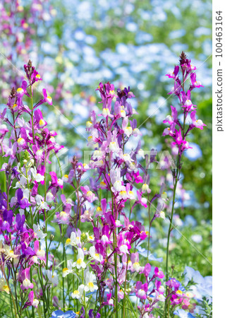 Linaria 花和 nemophila 100463164