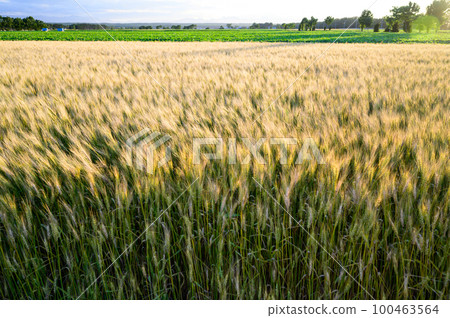 Wheat field dyed in the evening sun Wheat field dyed in the evening sun 100463564